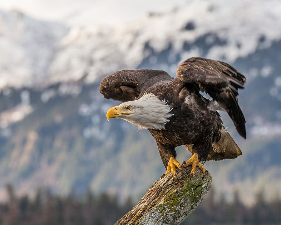 LIBERTY