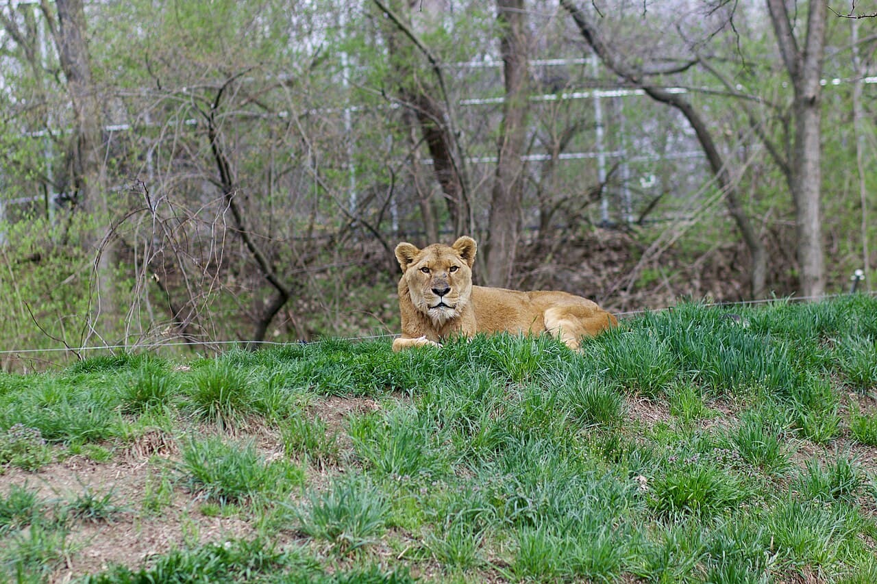 Keeping watch. Photo: ragesoss, CC BY-SA 2.0
