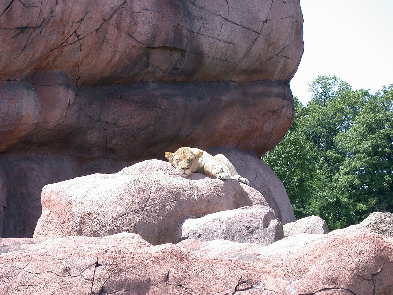 Afternoon nap. Photo: rdoroshenko, CC BY 2.0