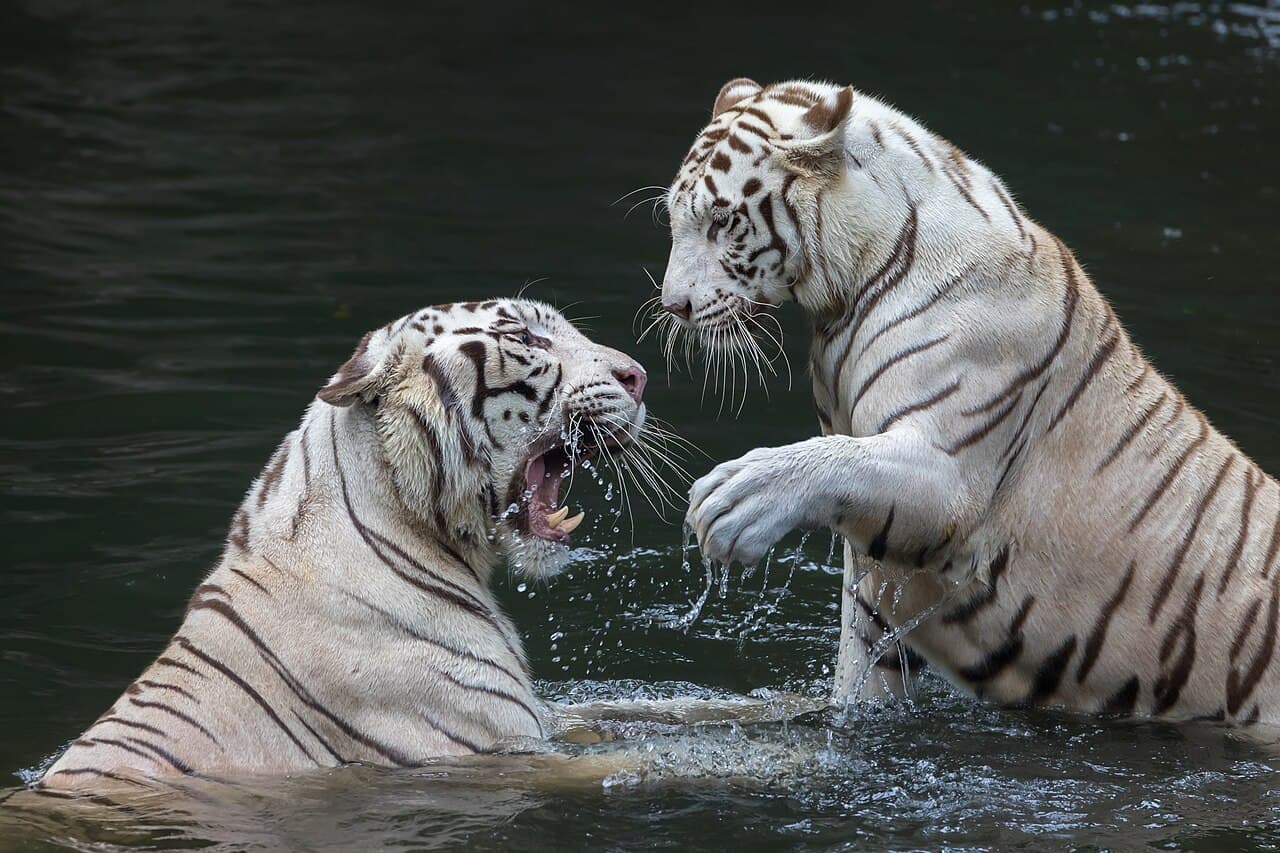 Tigers love to swim. Photo: Basile Morin, CC BY-SA 4.0