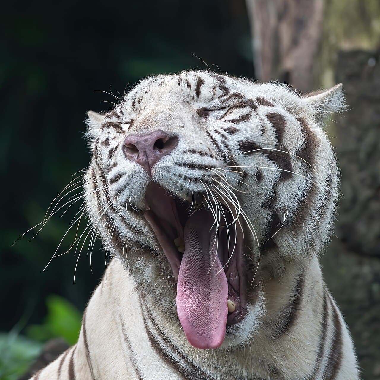 A big yawn. Photo: Basile Morin, CC BY-SA 4.0