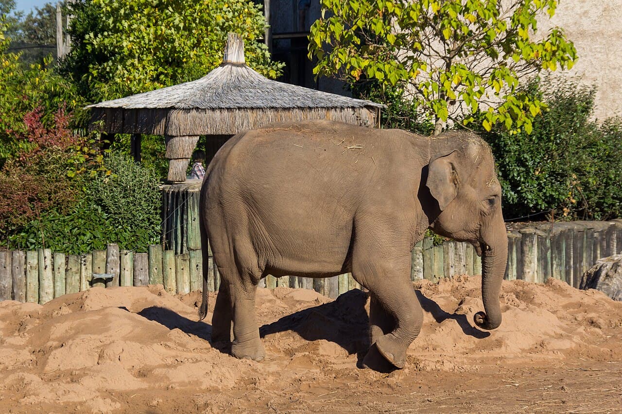 Dust-bathing time. Photo: Mike Peel, CC BY-SA 4.0