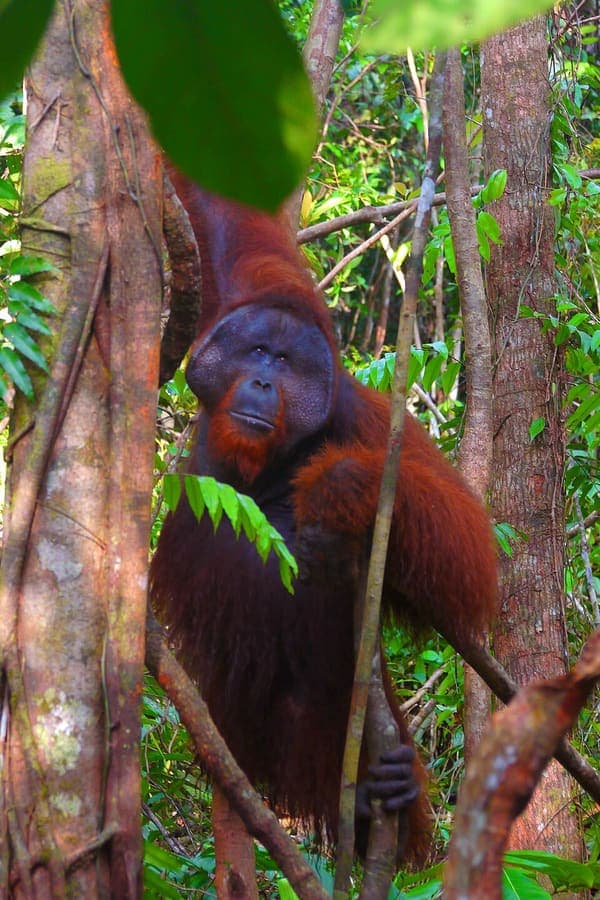 BUDI